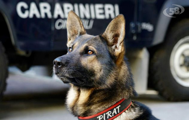 Taurasi, la droga non sfugge al cane ''Pirat'': 18enne arrestato per spaccio