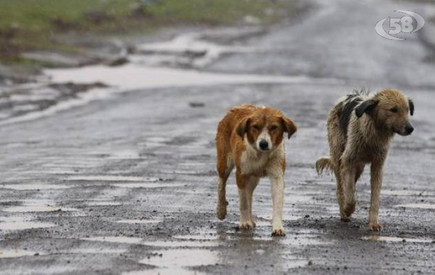 Randagismo ad Ariano, l'Asl precisa: servizio garantito, nessuna emergenza