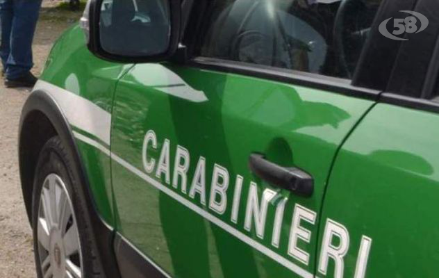 Controlli da parte dei Carabinieri forestali per il regolare commercio di biomasse per riscaldamento