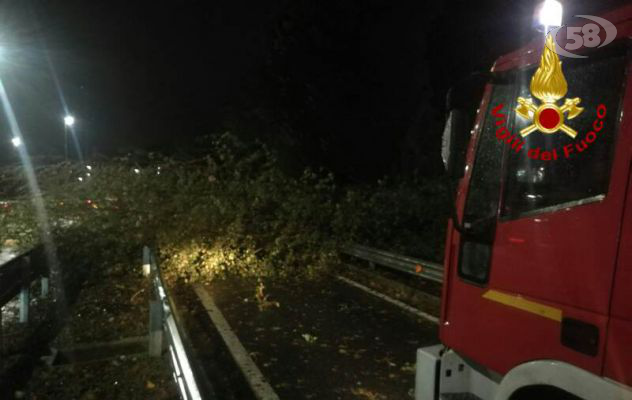Maltempo nel Sannio: un albero finisce sulla Statale Appia. Traffico in tilt