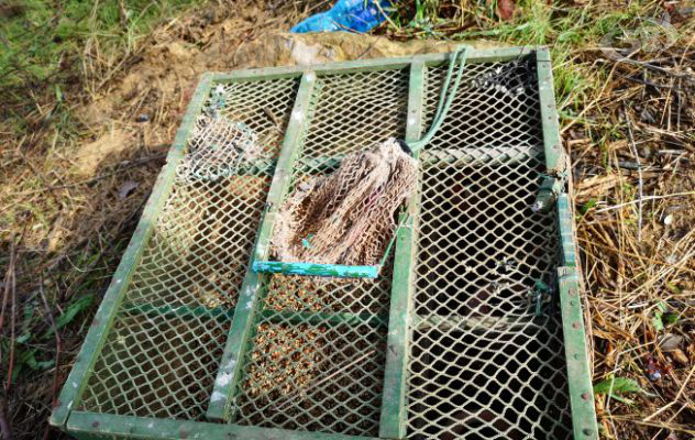 Catturavano volatili e li imprigionavano, presi i due pregiudicati