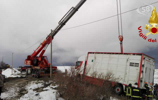 Tir con 100 maiali sbanda e finisce nella neve