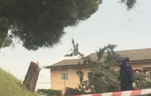 Maltempo, Celzi sott'acqua. Ad Ariano cade un albero