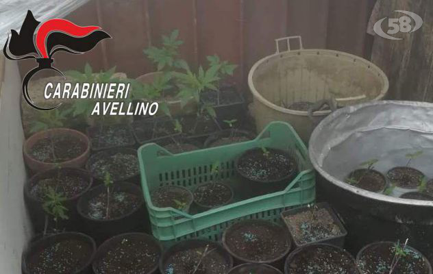 Piccola filiera indoor per la produzione di marijuana: i Carabinieri arrestano un 53enne