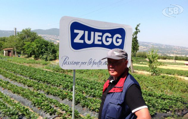 Tour di Zuegg in Irpinia: ''L'agricoltura è il futuro di questa terra''