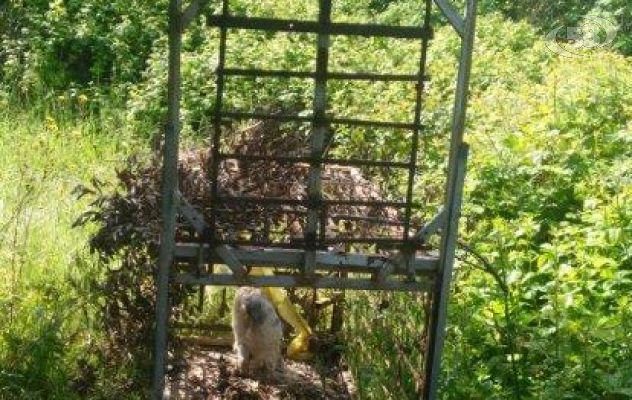 Trappola per animali selvatici, è caccia ai responsabili
