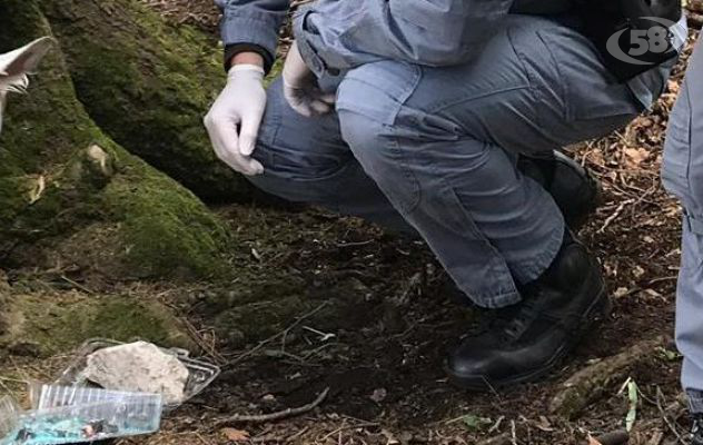 Vitello appeso ad un albero con una sostanza velenosa: indagini in corso