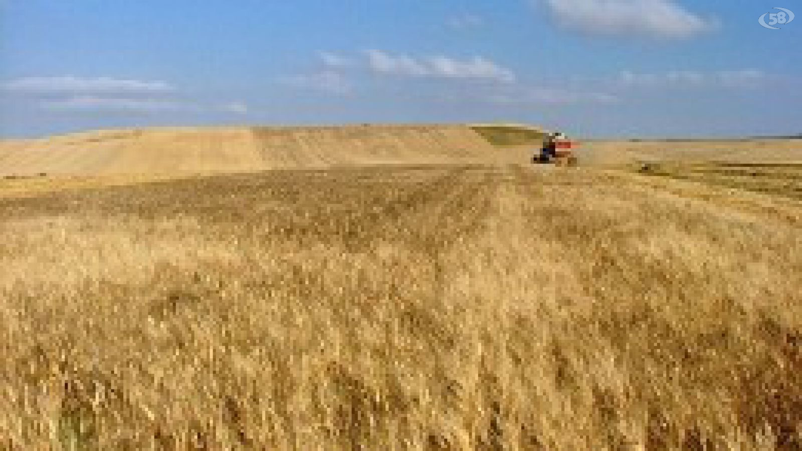 Pasta Grano Armando