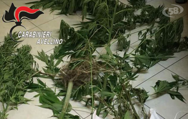 Mirabella, coltiva marijuana in casa: 60enne arrestato
