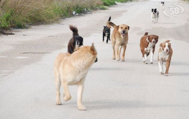 Cani randagi trovati morti a Greci, s'indaga