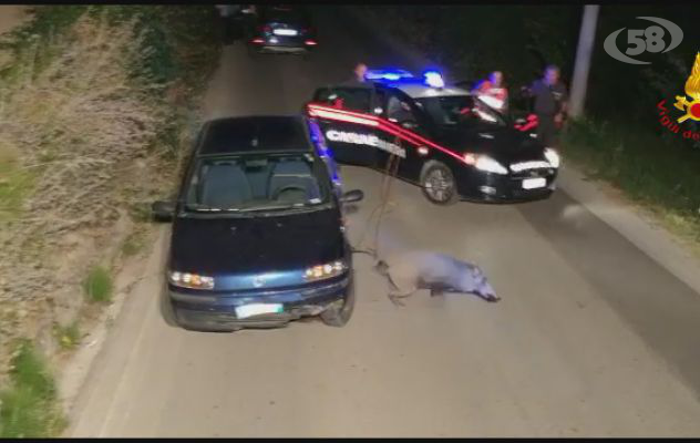 Grottolella, cinghiale incastrato sotto una Fiat Punto. VVF lo salvano