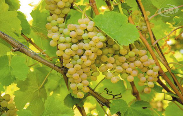 Greco di Tufo, il Consorzio dei Viticoltori contro il biodigestore di Chianche