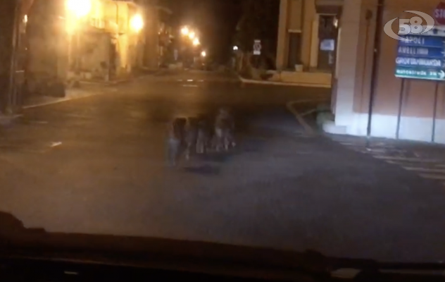 Villanova, branco di cinghiali a spasso in pieno centro /VIDEO