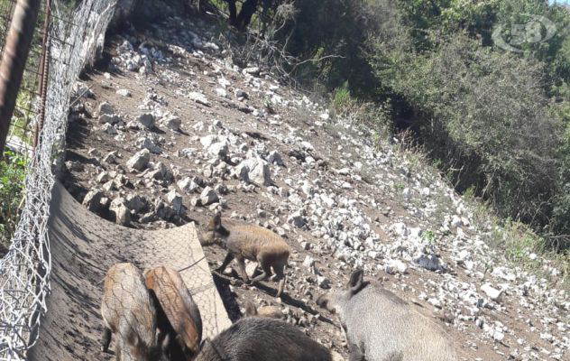 Deteneva 16 cinghiali e gabbie, acciuffato. Terreno e attrezzi sotto sequestro