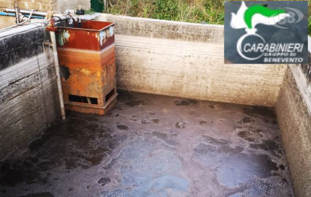 Allevamento di bestiame, blitz della Forestale: attività sospesa e sequestro dell'azienda