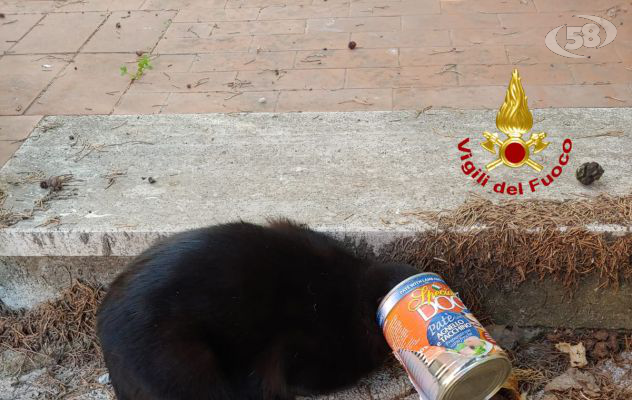 Ariano, gatto resta incastrato con la testa in una scatola di cibo per cani: ''liberato'' dai caschi rossi
