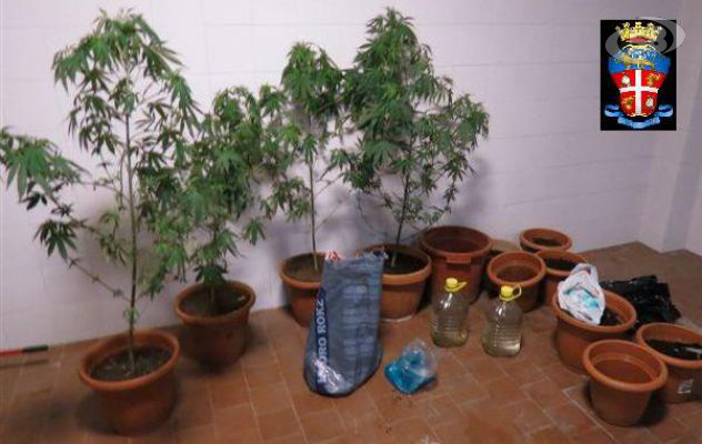 Piantagione di Marijuana: 3 arresti a Carife