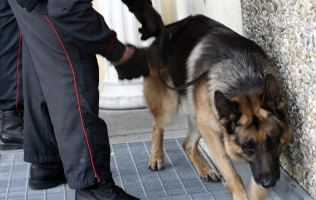 Droga, blitz dei carabinieri nelle scuole: rinvenuta marijuana