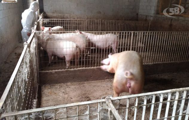 Cibi senza tracciabilità e scaduti dati in pasto agli animali, nei guai azienda zootecnica