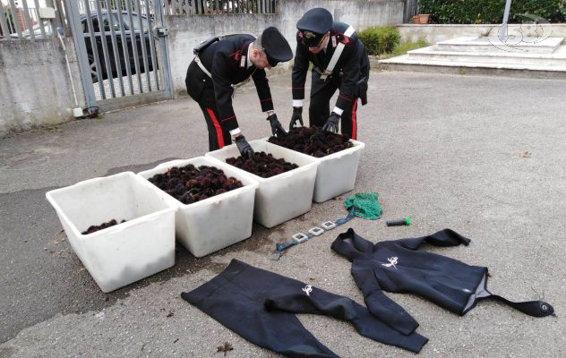 Maxi sequestro di pesce, 3000 ricci di mare: tre nei guai