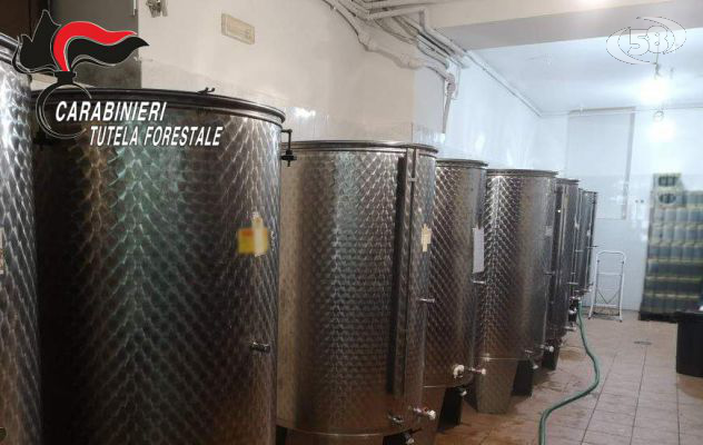 Ufita, olio e vino non a norma: denunce e sequestri