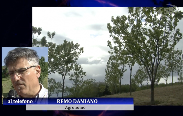 Gelo e neve, i consigli dell'agronomo Damiano: "Ecco come proteggere piante e coltivazioni"/L'INTERVISTA