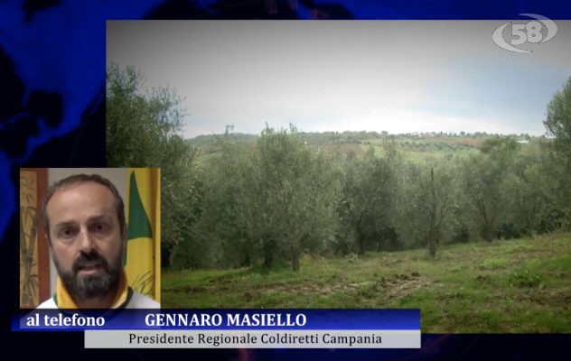 Maltempo, sos della Coldiretti. Masiello: "Ora impossibile anche la semina" /L'INTERVISTA
