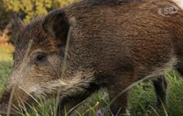 Peste suina africana, avviata la campagna di prevenzione