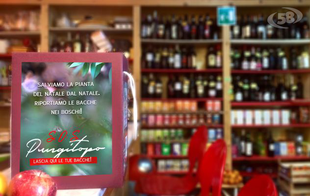 Salviamo il pungitopo, parte l'appello ecologico per chiudere le feste