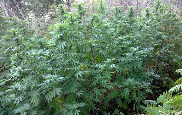 Piantagione di cannabis in un vigneto: proprietario in manette