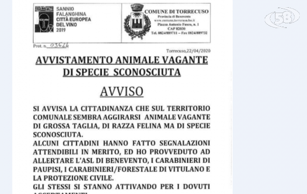 Avvistato felino vagante di specie sconosciuta, il sindaco allerta Carabinieri e Asl