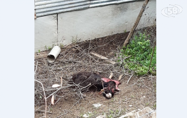 Un montone e una pecora sbranati, paura in paese. E’ caccia al grosso felino avvistato nelle campagne