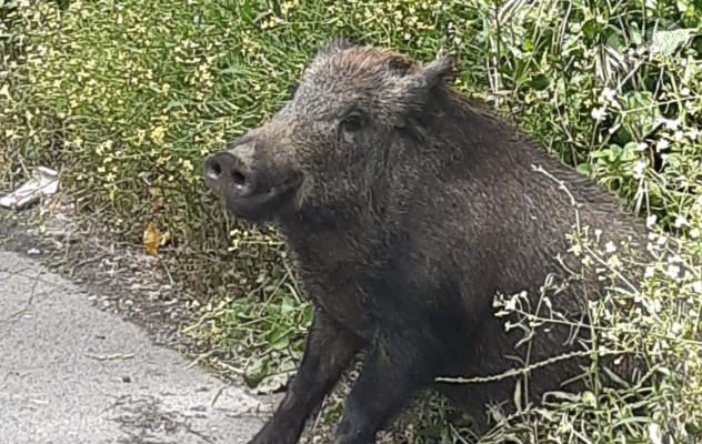 Cinghiale in città trovato ferito alle zampe posteriori, muore poco dopo