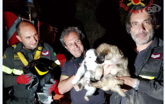 Cuccioli abbandonati finiti nel dirupo, salvati dai vigili del fuoco