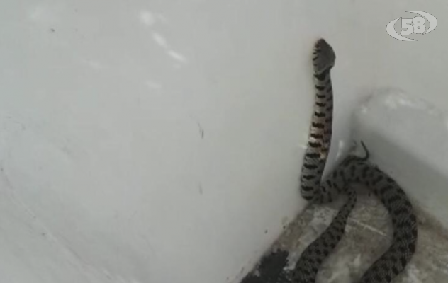 Ariano, grosso serpente ritrovato nel giardino in una abitazione