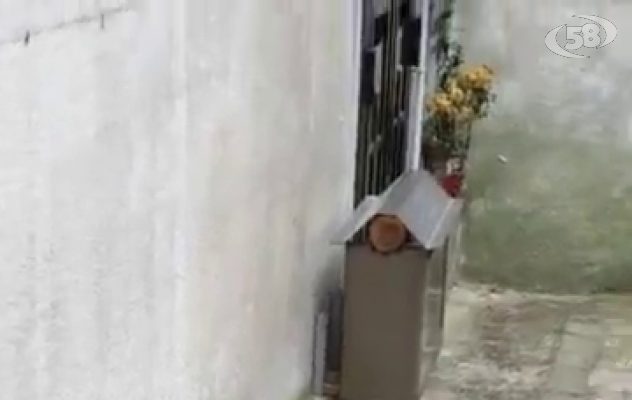 Ariano, serpente in giro per il cimitero /VIDEO