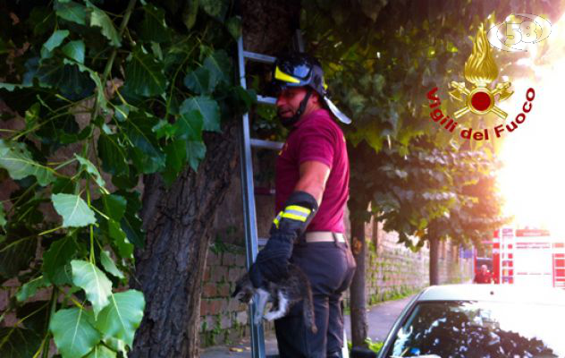 Avellino, gatto rimane incastrato tra i rami: i Vigili del Fuoco lo portano in salvo