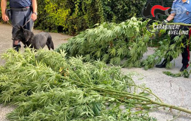 Grotta, coltiva marijuana nel giardino: 73enne in manette