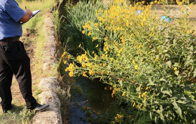 Carcasse di cani rinvenute nel canale delle acque piovane