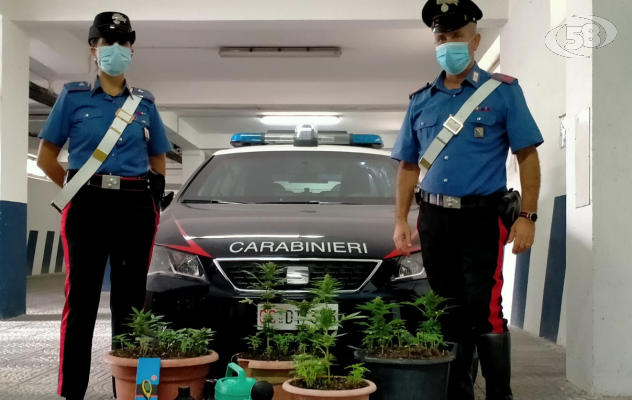 Coltivazione di droga in casa e nel giardino, scattano due denunce