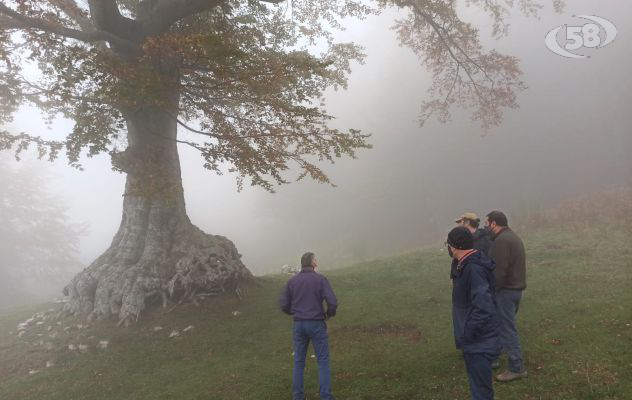 Il Parco del Partenio celebra la giornata nazionale degli alberi