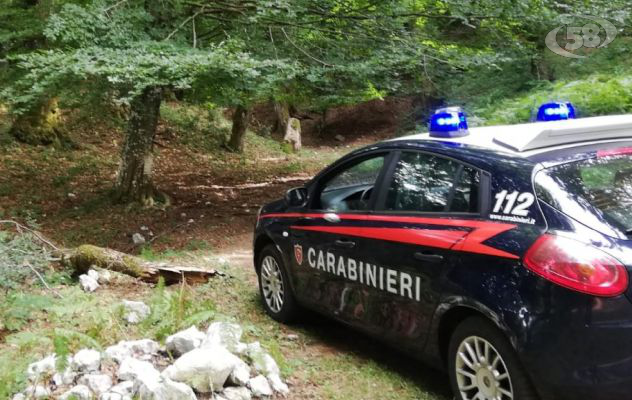 Taglio abusivo di alberi in area protetta: i Carabinieri denunciano due persone