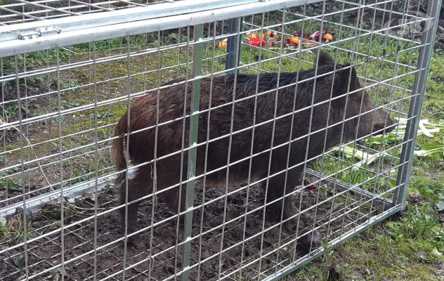 Cinghiale nel centro cittadino, catturato. Sarà inserito nella riserva di Montesano