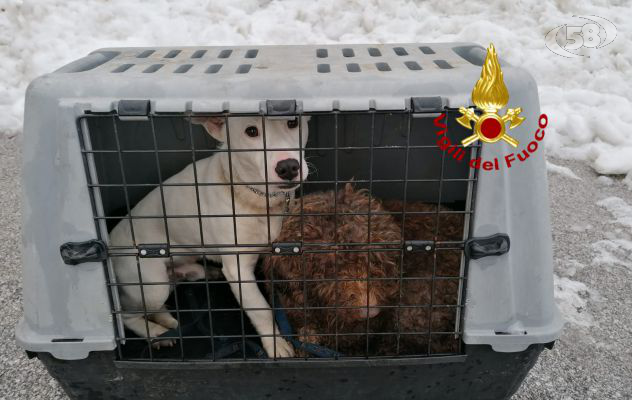 Montevergine, bloccati nella neve insieme ai loro cani: soccorsi dai Vigili del Fuoco