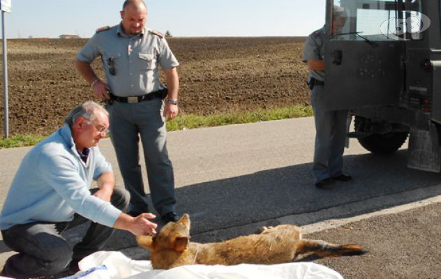 Si riaffaccia l’allarme lupi nella Valle del Miscano. Il veterinario: ''Pericolosi per l'uomo''
