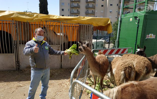 Circhi in piazza, sos per 2mila tigri, zebre e giraffe. Agricoltori in prima linea