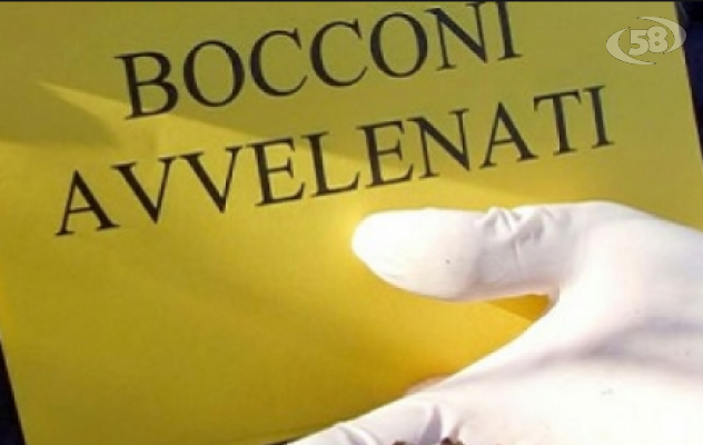 Barbarie e inciviltà a Montesarchio: è strage di cani. Indagini a tappeto per incastrare i responsabili