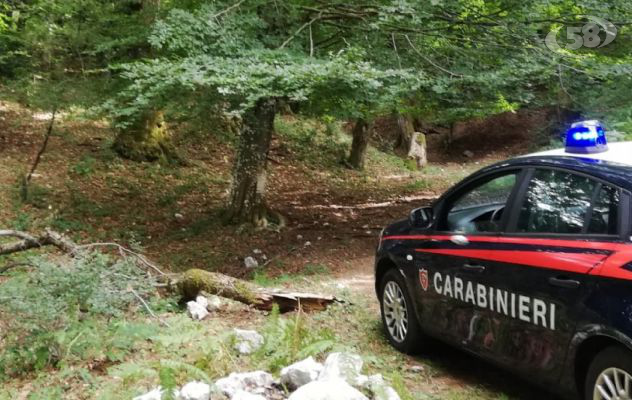 Montevergine, furto di legno in area protetta: due denunce