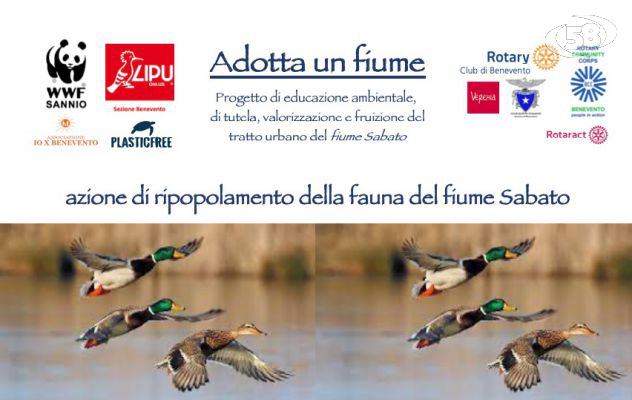 Rilascio dei Germani reali a Ponte Leproso e plastic free