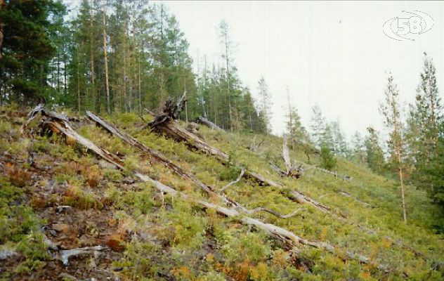 Eco Parco del Fortore-Urban Forest, progetto per la messa a dimora di 60mila nuove piante